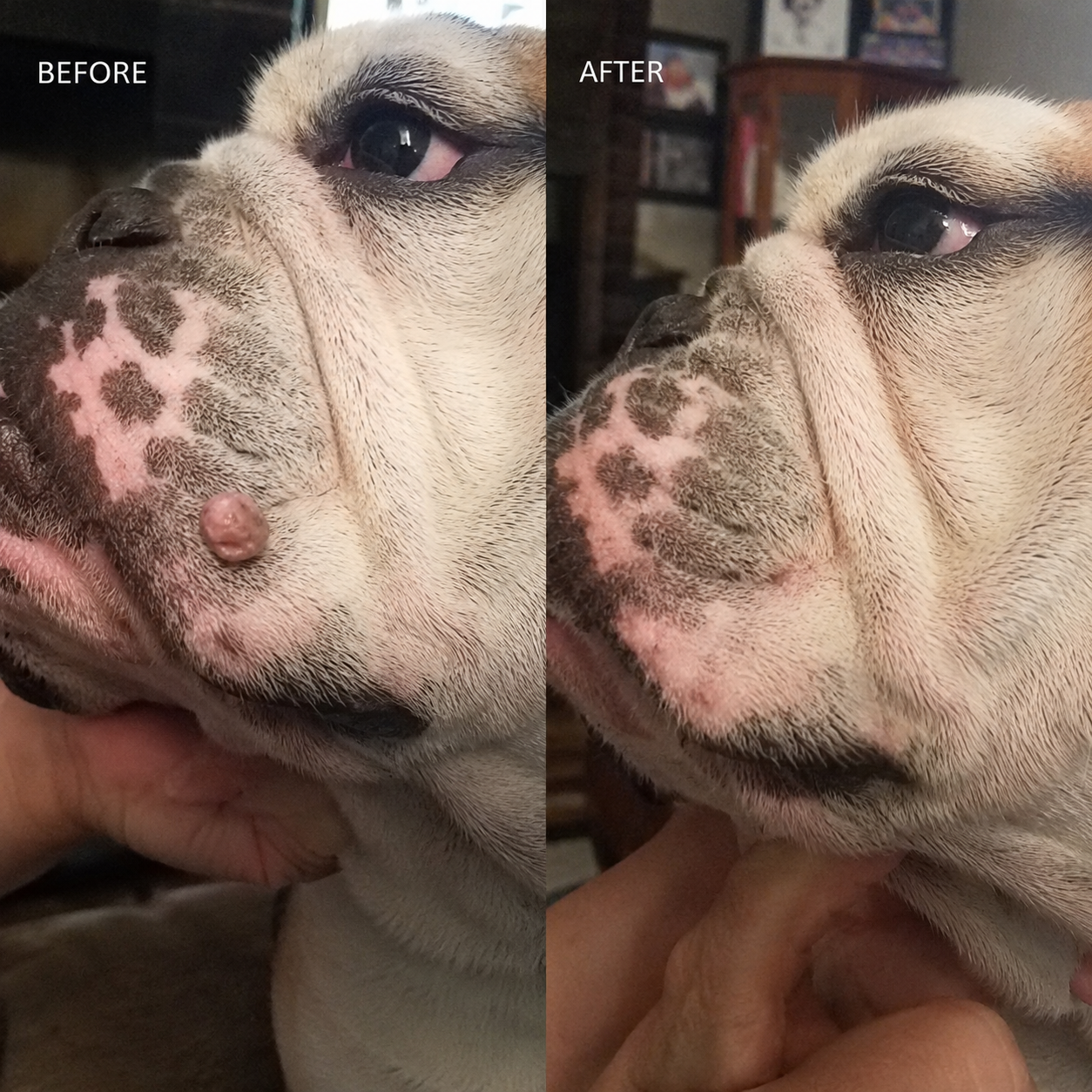 Dobshow®Advanced Dog Wart Remover | Painless & Fast-Acting Drops