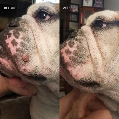 Dobshow®Advanced Dog Wart Remover | Painless & Fast-Acting Drops