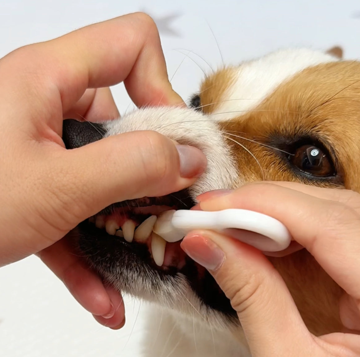 🐶 2025 MCOIKY® Dog Toothbrush: Vet-quality clean in half the time  ❤️🐾