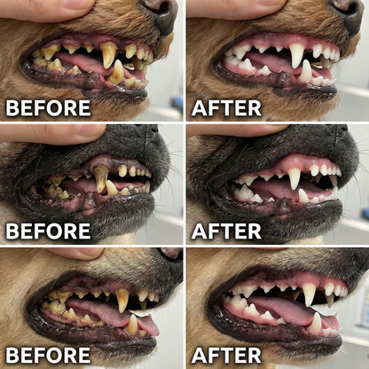 Healrize® 𝐏𝐞𝐭 𝐃𝐞𝐧𝐭𝐚𝐥 & 𝐃𝐢𝐠𝐞𝐬𝐭𝐢𝐯𝐞 𝐇𝐞𝐚𝐥𝐭𝐡 𝐎𝐫𝐚𝐥 𝐋𝐢𝐪𝐮𝐢𝐝